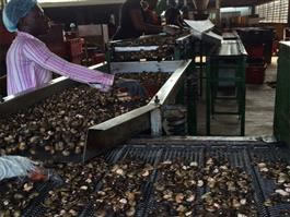 Cashew Nuts Processing Line